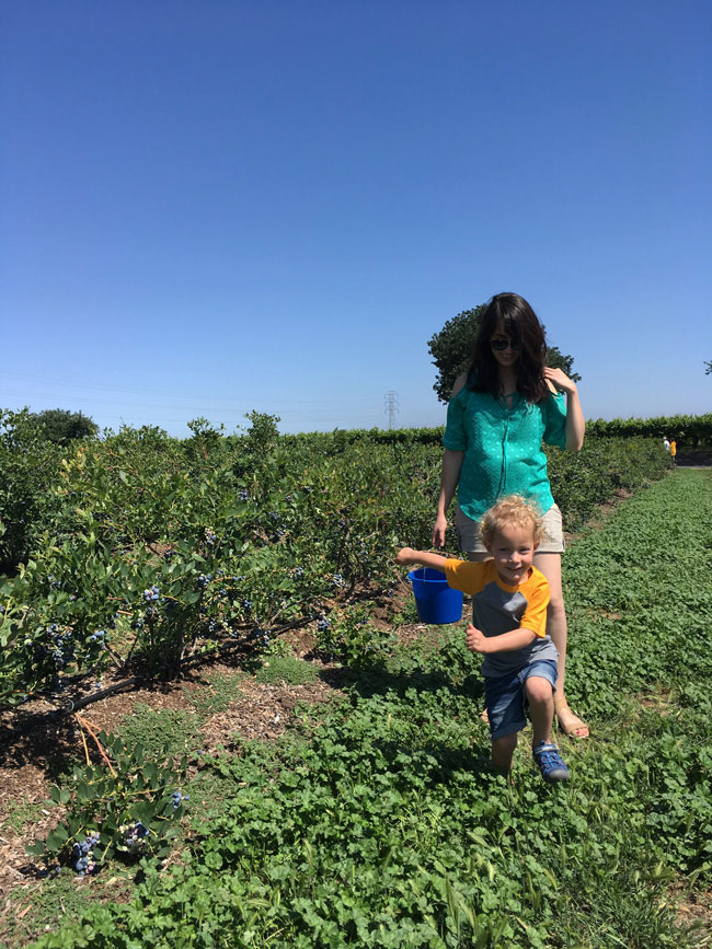 Forest is Hilarious: The Blueberry Farm Catastrophe